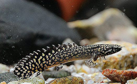 恐龍魚吃什么食物最好