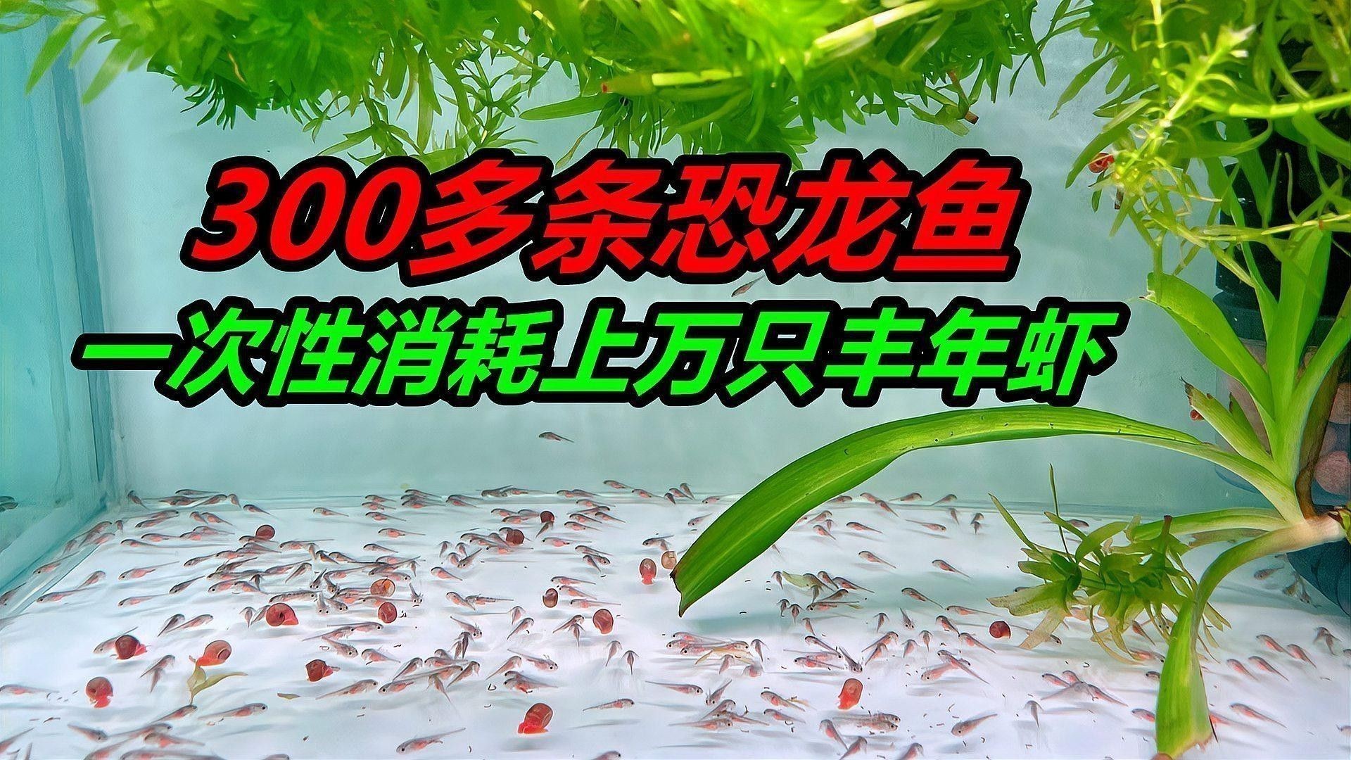 恐龍魚吃什么食物最好