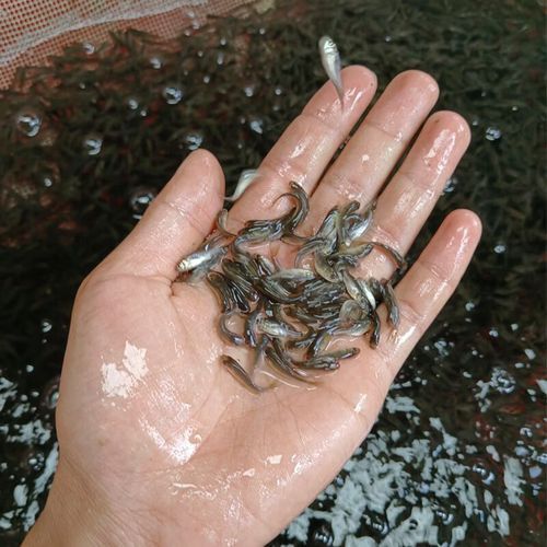 恐龍魚吃什么食物最好