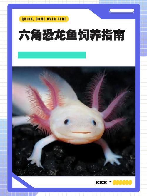 恐龍魚吃什么食物最好
