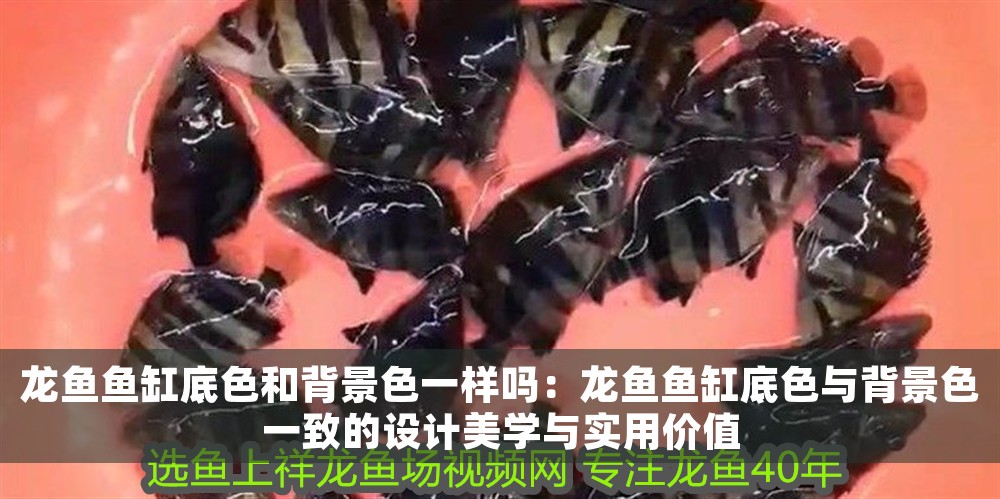 如何飼養古典藍底過背金龍魚？