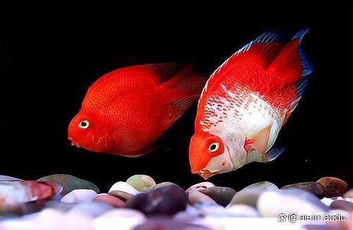 龍魚好養還是鸚鵡好養