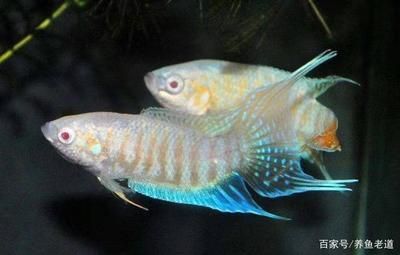 和曼龍魚混養（曼龍魚可以和什么魚混養混養注意事項） 和曼龍魚混養（曼龍魚可以和什么魚混養混養注意事項） 龍魚百科 第3張