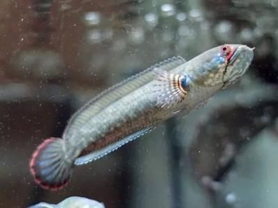 雷龍魚怎么喂，如何判斷雷龍魚飽腹，雷龍魚飼料選擇指南