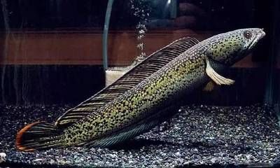 雷龍魚怎么喂，如何判斷雷龍魚飽腹，雷龍魚飼料選擇指南