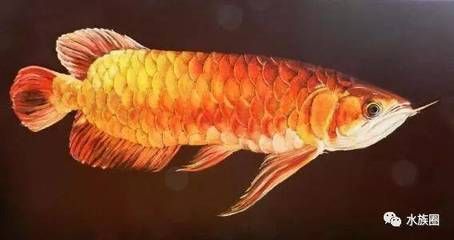 龍魚來源：龍魚的來源可以追溯到遠古時代，