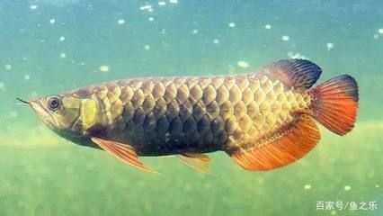 龍魚來源：龍魚的來源可以追溯到遠古時代，