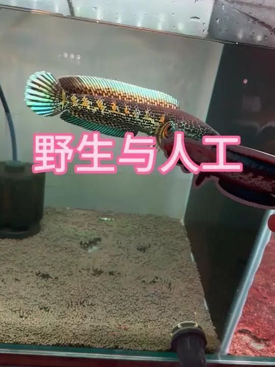 如何區(qū)分野生和養(yǎng)殖雷龍魚(yú) 如何區(qū)分野生和養(yǎng)殖雷龍魚(yú) 龍魚(yú)百科 第2張