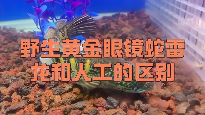 如何區(qū)分野生和養(yǎng)殖雷龍魚(yú) 如何區(qū)分野生和養(yǎng)殖雷龍魚(yú) 龍魚(yú)百科 第1張
