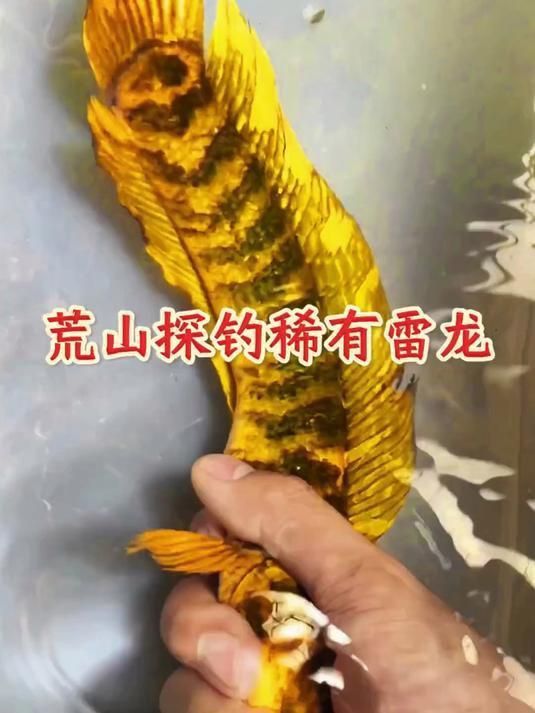 如何區(qū)分野生和養(yǎng)殖雷龍魚(yú) 如何區(qū)分野生和養(yǎng)殖雷龍魚(yú) 龍魚(yú)百科 第3張