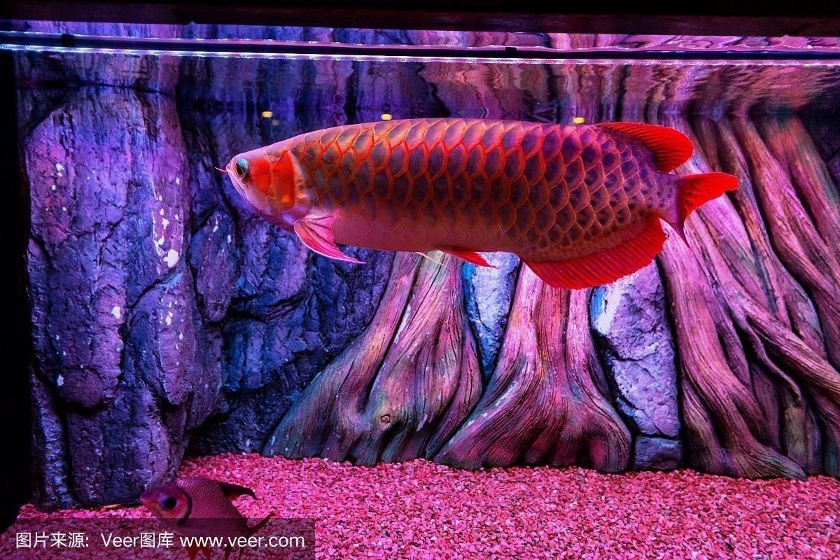 馬來西亞紅龍魚長大圖片