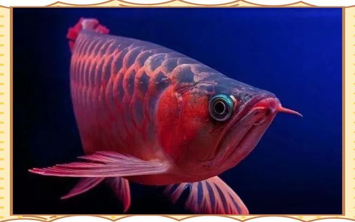 馬來西亞紅龍魚長大圖片