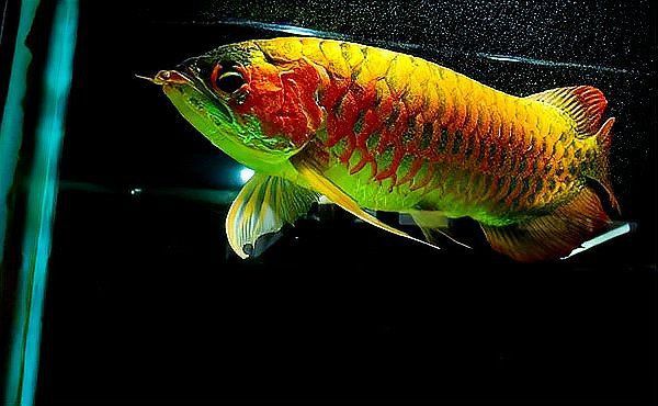 馬來西亞紅龍魚長大圖片