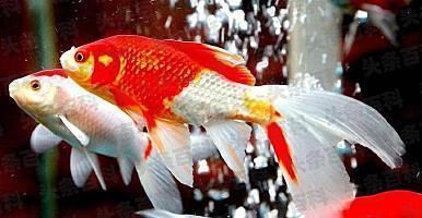 風水龍魚養幾條好旺財（龍魚養幾條最好風水學）