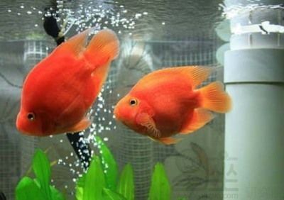 風水龍魚養幾條好旺財（龍魚養幾條最好風水學）
