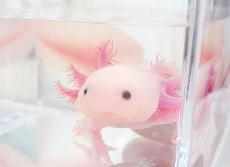 小龍魚多少錢一只