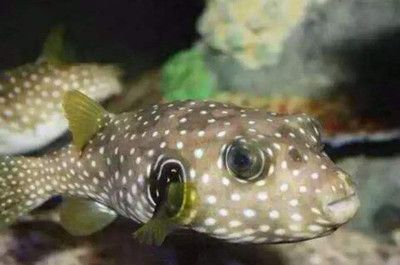 狗頭魚和龍魚混養可以嗎：狗頭魚和龍魚可以混養嗎