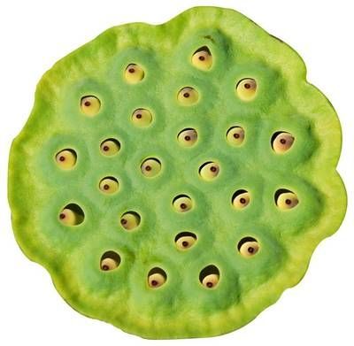 龍魚最愛吃什么水果蔬菜好：關于龍魚最愛吃什么水果蔬菜的相關信息：龍魚最愛吃什么水果