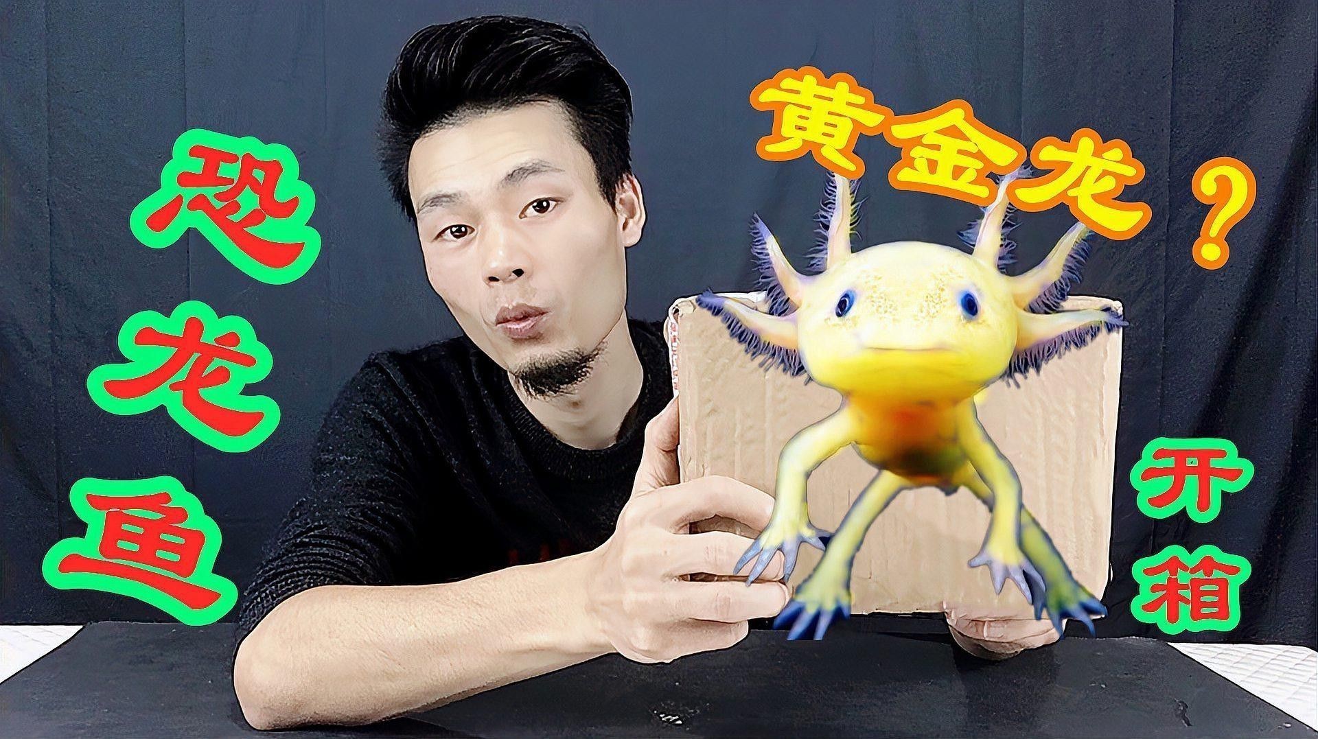 六角恐龍魚有哪些顏色