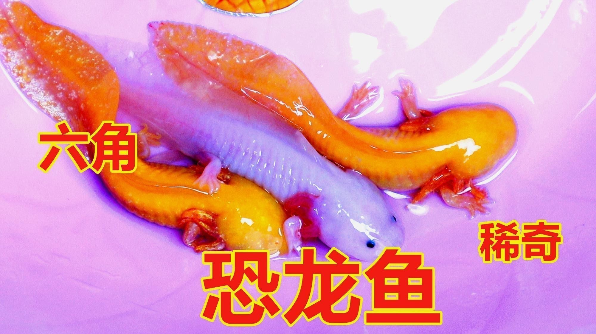 六角恐龍魚有哪些顏色