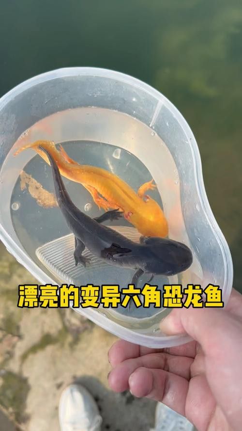 六角恐龍魚有哪些顏色