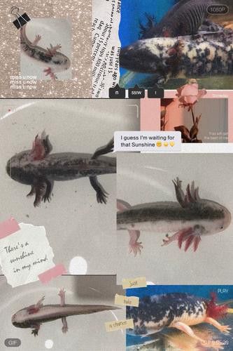 六角恐龍魚有哪些顏色