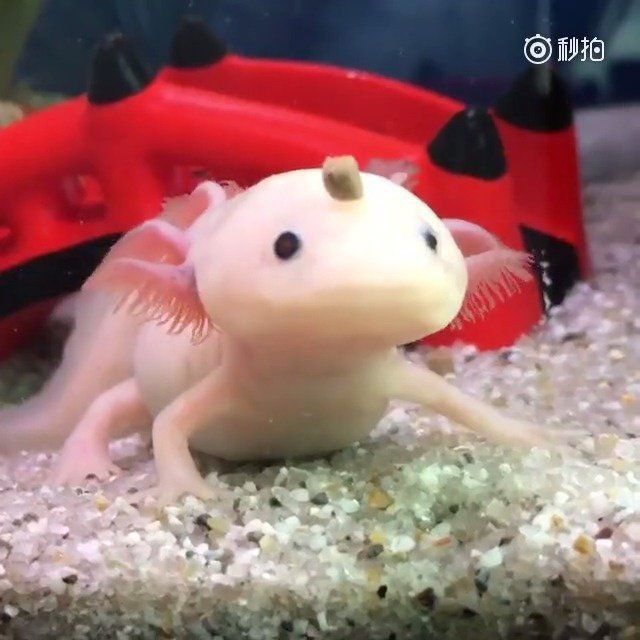 六角恐龍的叫聲錄音