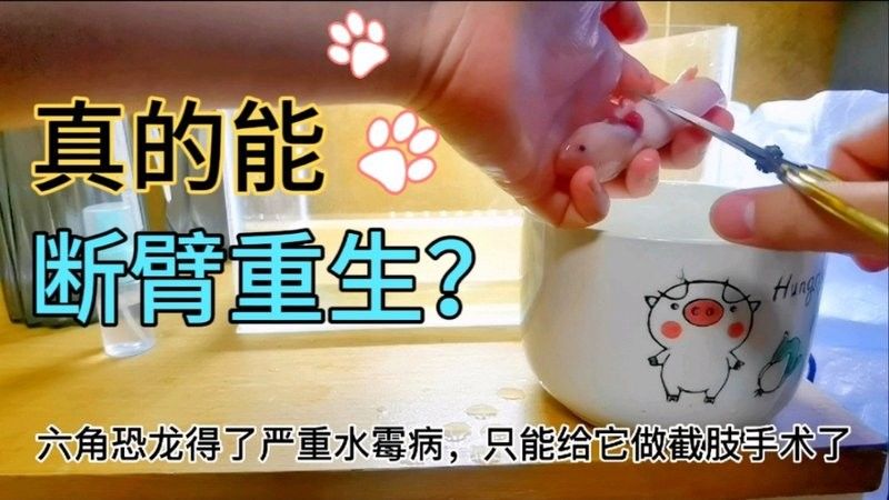 龍魚咬傷后多久可以恢復進食？