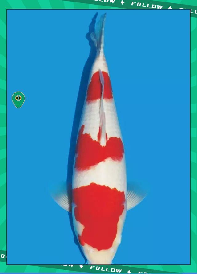 錦鯉變色的6個階段