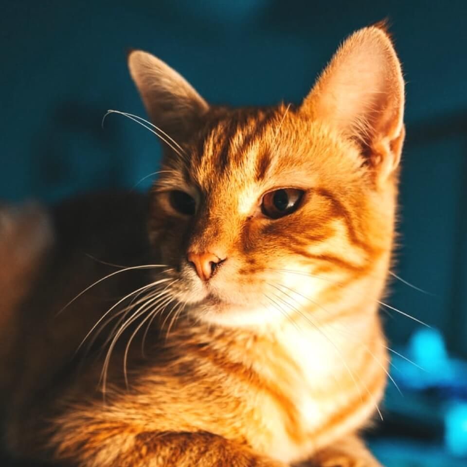 錦鯉變色的6個階段