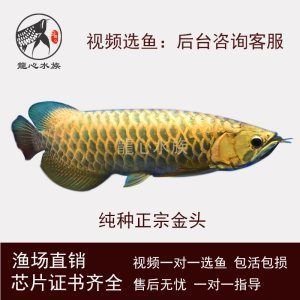 古典龍魚多少錢一條（古典龍魚多少錢一條-批發價格-優質貨源）