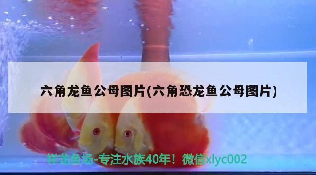 六角龍魚公母圖片(六角恐龍魚公母圖片)