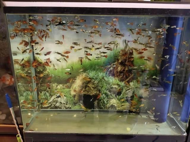 龍魚水里加黃粉可以嗎（使用黃粉治療龍魚需要特別注意以下幾點）