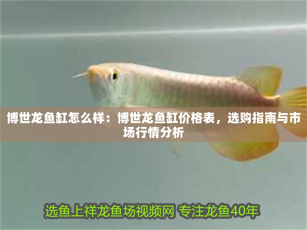 博世龍魚缸怎么樣：博世龍魚缸價格表，選購指南與市場行情分析