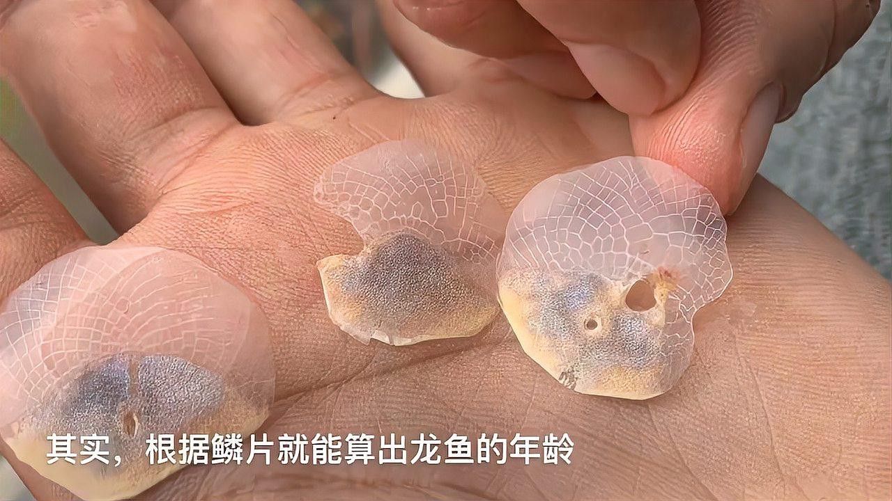 如何判斷白子招財龍魚的年齡？