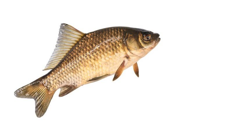 如何判斷白子招財龍魚的年齡？