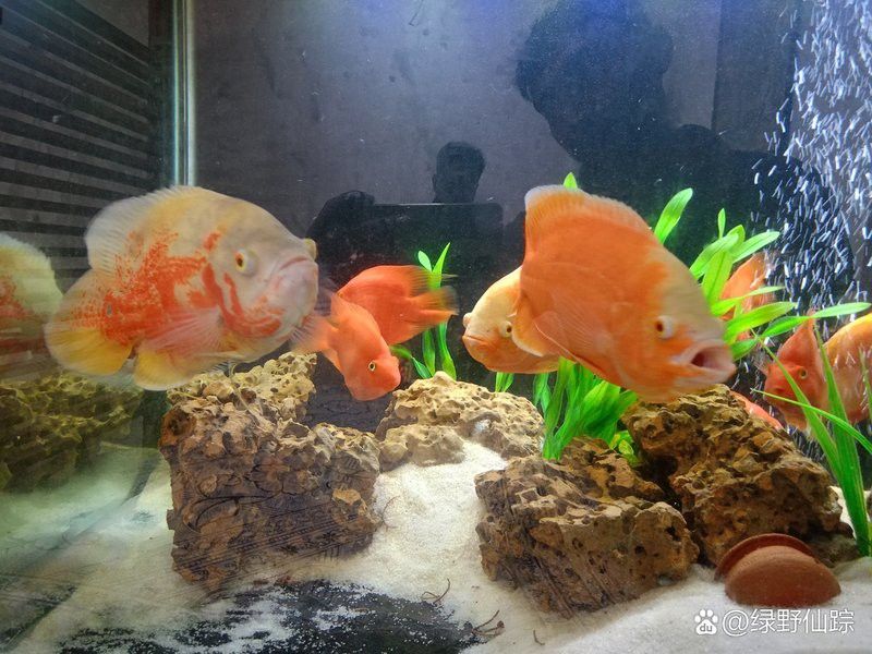 如何判斷白子招財龍魚的年齡？