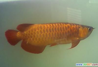 金龍魚的特征和形狀：金龍魚的特征和形狀的一些詳細描述金龍魚的特征和形狀
