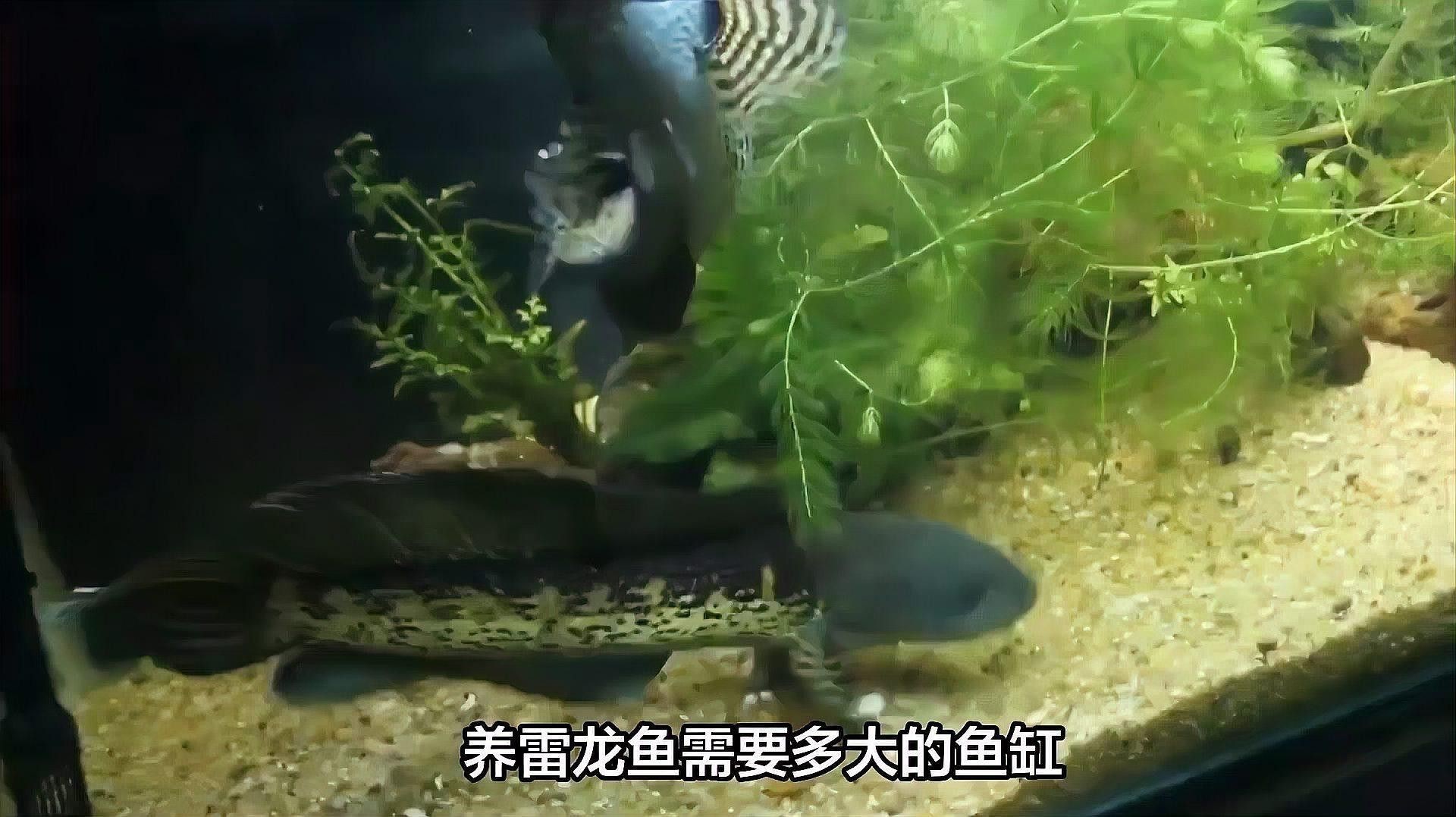 雷龍魚需要多大的活動空間？