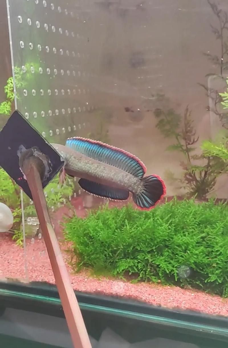 龍魚缸用什么燈最好用