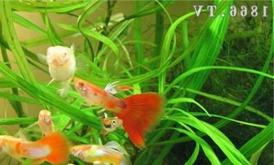 小龍魚幾天喂一次：小龍魚喂食頻率可以根據以下幾個方面進行考慮