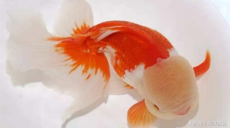 錦鯉貴還是龍魚貴：探討錦鯉和龍魚的價(jià)格時(shí)，我們需要考慮多個(gè)因素，需要考慮多個(gè)因素
