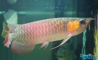 龍魚兜嘴手術恢復后照片：龍魚兜嘴手術恢復后照片詳情