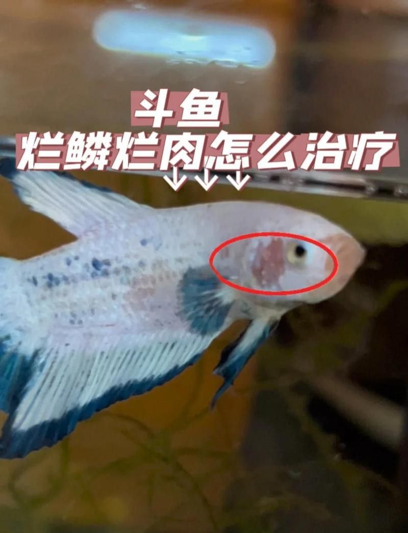 輕度鱗爛期間需要多久換一次水？ 輕度鱗爛期間需要多久換一次水？ 龍魚百科 第2張