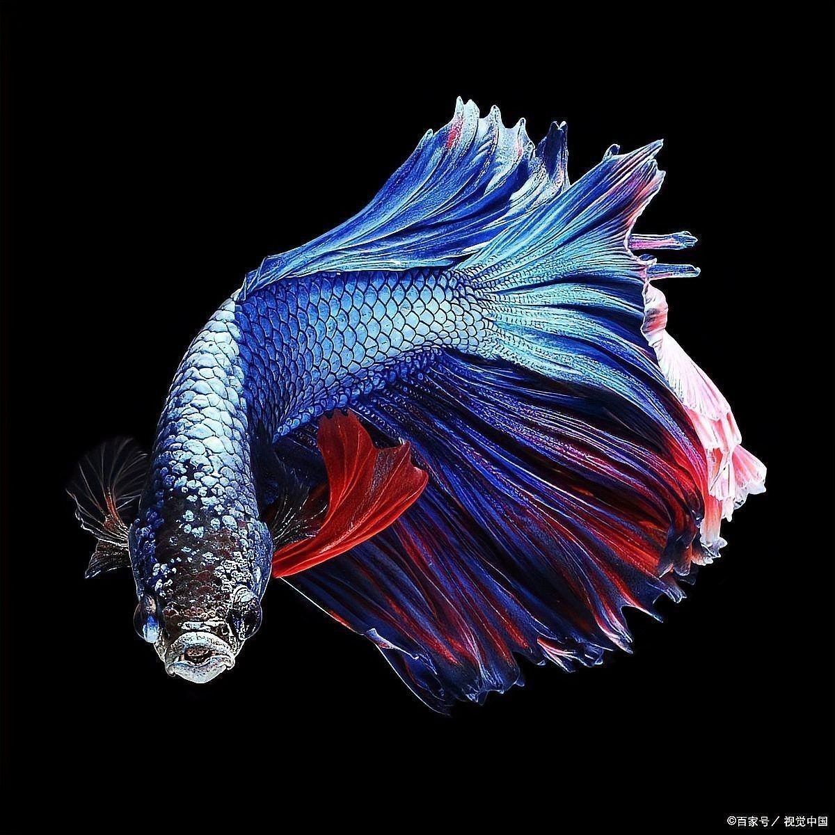 輕度鱗爛期間需要多久換一次水？ 輕度鱗爛期間需要多久換一次水？ 龍魚百科 第4張