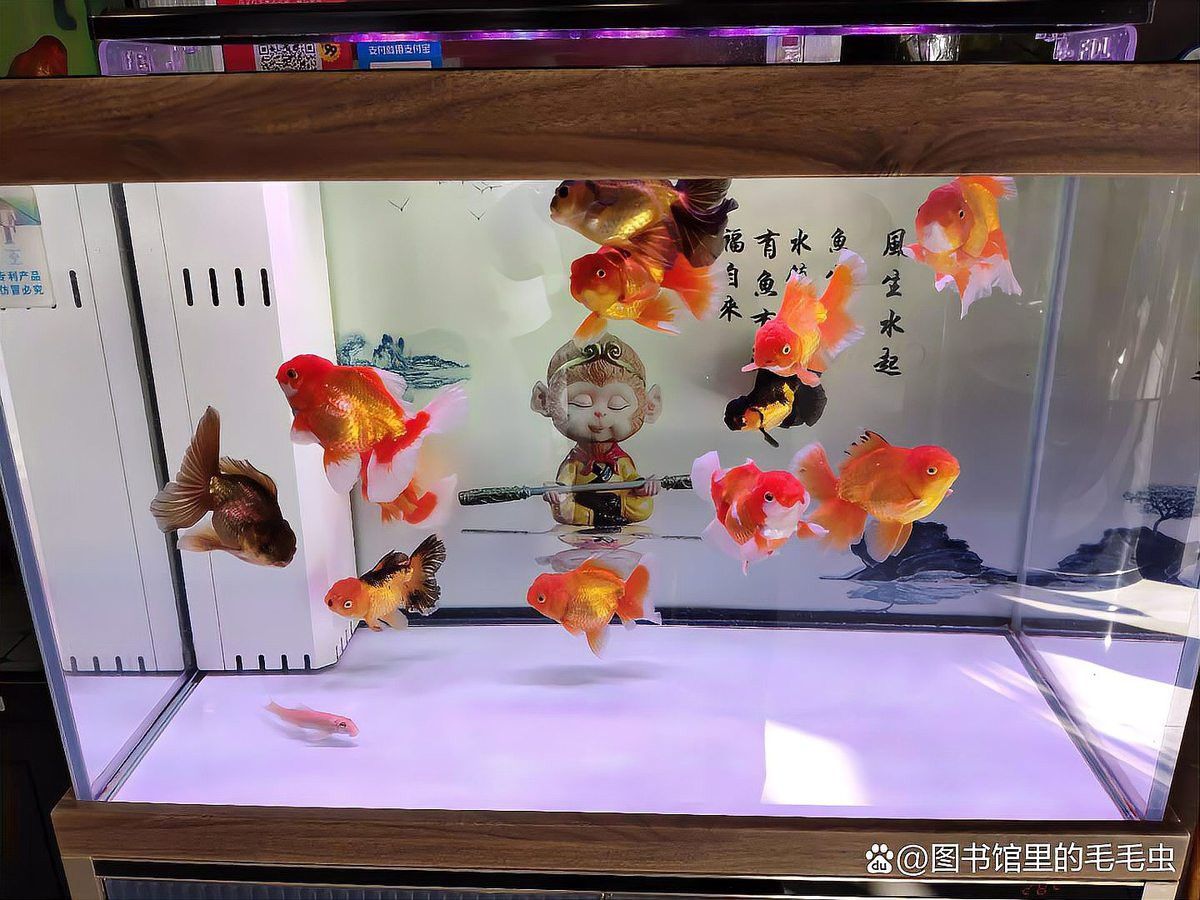 輕度鱗爛期間需要多久換一次水？ 輕度鱗爛期間需要多久換一次水？ 龍魚百科 第6張
