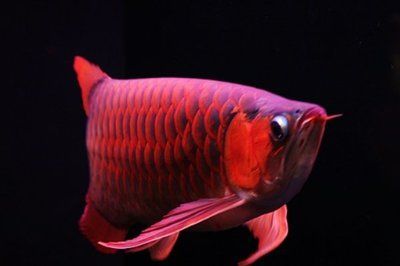 龍魚沉底不一定必死（發現龍魚沉底時，應及時查找原因并采取相應處理措施）