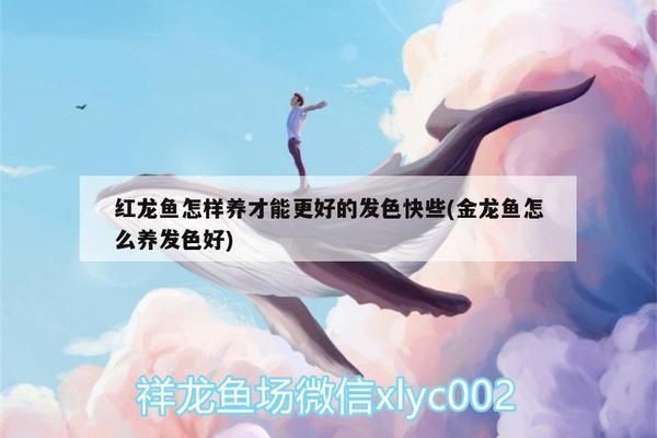 最好的魚缸牌子排行榜（魚缸品牌性價比對比）