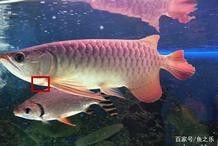 紅龍魚鰓蓋恢復需要多長時間？