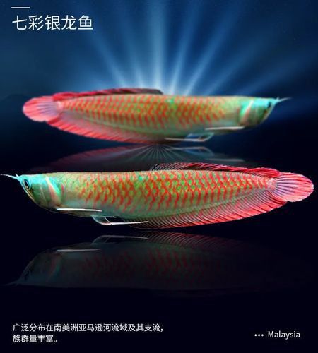 家養(yǎng)金龍魚(yú)多少錢一條圖片
